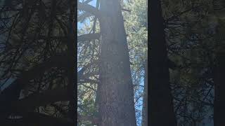 Chillin W Our Neighbors Bonnie