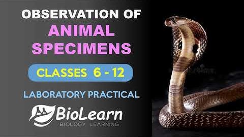 OBSERVATION OF ANIMAL SPECIMENS | CLASS 6-12, UG & PG LABORATORY PRACTICAL | BioLearn