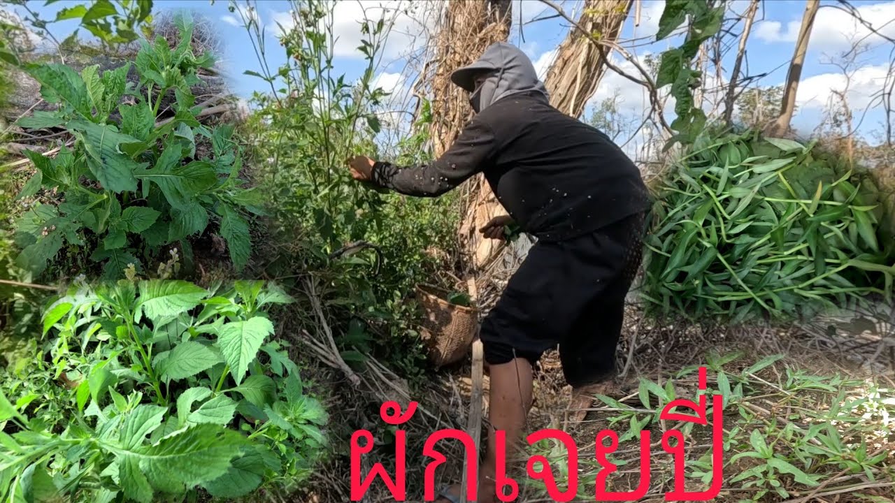 เก็บผักเจิยปี่ ผักกะดูกเขียด(รวมมิด)//ເກັບຜັກເຈຍປີ່ ຜັກກະດູກຂຽດ