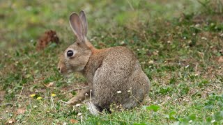 ارنب بري lapin de garenne wild rabbit