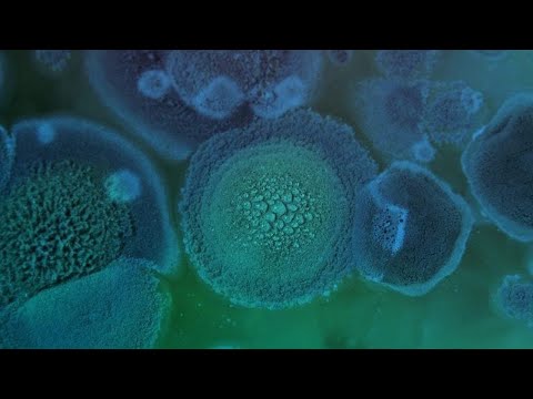 Video: Hvordan brukes mikrober i bioteknologi?