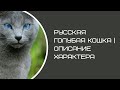 Порода кошек: Русская Голубая | фото, Описание характера, уход
