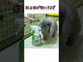 なんでも自分のモノにしてしまう独占欲強めのオスうさぎ#shorts