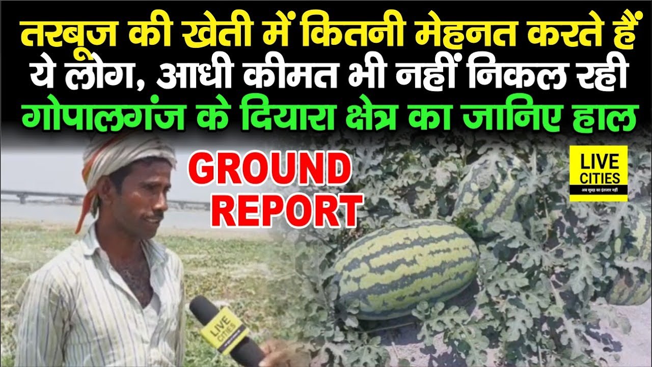 Gopalganj के दियारा क्षेत्र में खूब हो रही तरबूज की खेती, फिर भी किसानों को खूब है Tension