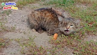 Where are my legs and eyes! Poor cat cries loudly to find what was lost by ANIMAL'S HEALTH CARE 228,068 views 3 weeks ago 6 minutes, 2 seconds