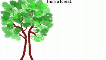 The Lacey Act: The World