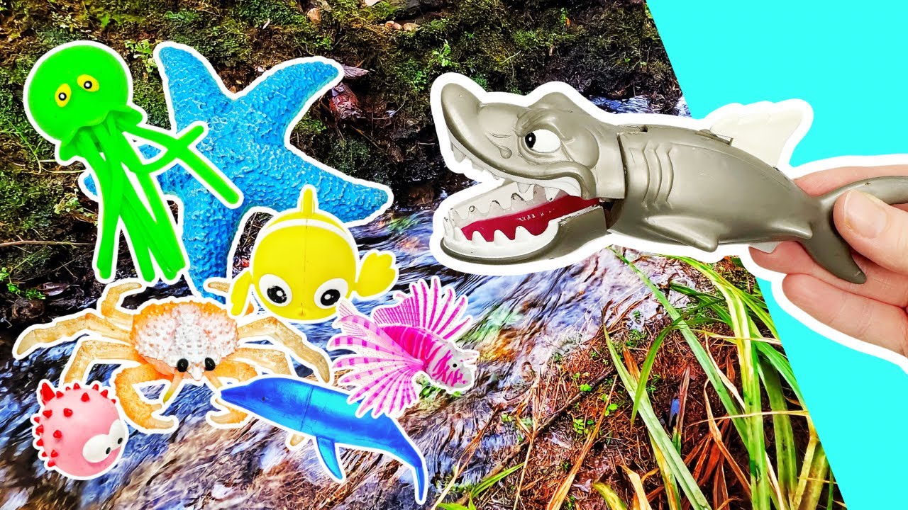 Learn Sea Animal Names & Facts for Kids at the Stream Rapids: Zebra ...