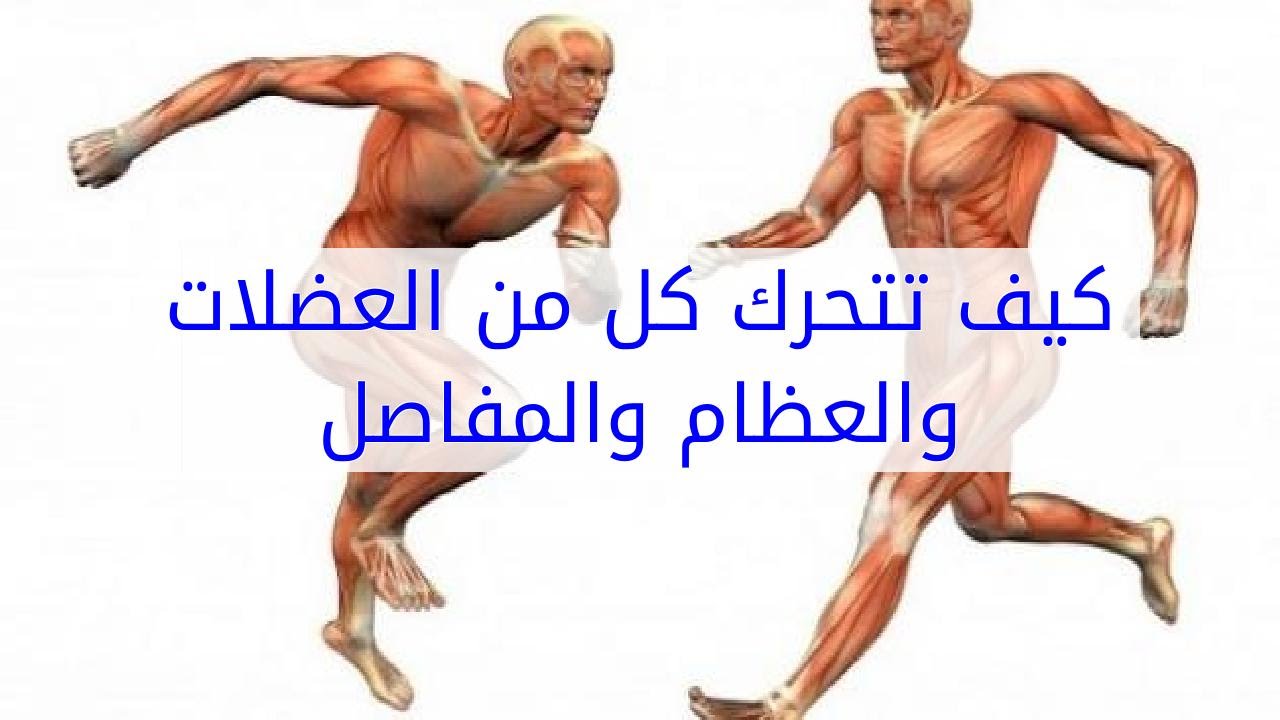 كيف تتحرك كل من العضلات والعظام والمفاصل Youtube