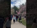 A Peaceful Walk Under Cherry Blossoms to Calm Your Mind 🌸
