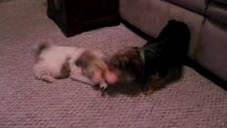 Pixie dragging lily