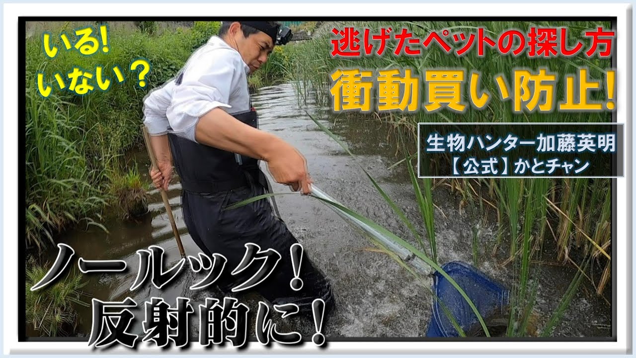 ノールックで捕獲！過去の話題をもう一度！2021年ペット騒動！買う前によーく考えよう！衝動買い防止！Think before you buy a pet ! ≫生物ハンター加藤英明【公式】かとチャン
