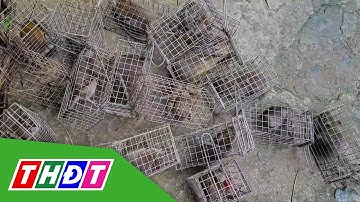 Chuột đồng mùa nước nổi có giá bán cao | THDT