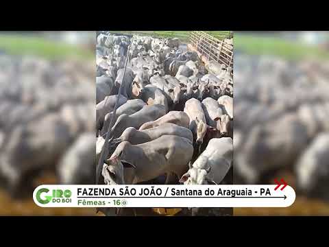 VACAS E NOVILHAS NELORE DÃO SHOW DE QUALIDADE NO INTERIOR DO PARÁ