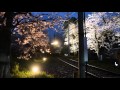 花になれ  /   指田郁也    京都の春2016    醍醐寺~嵐電桜のトンネル~広沢の池