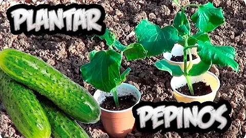 Em que mês se planta pepino?