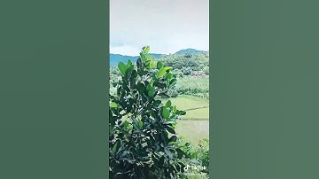 làng bar góc nè mọi người Kon Tum xả Sơn