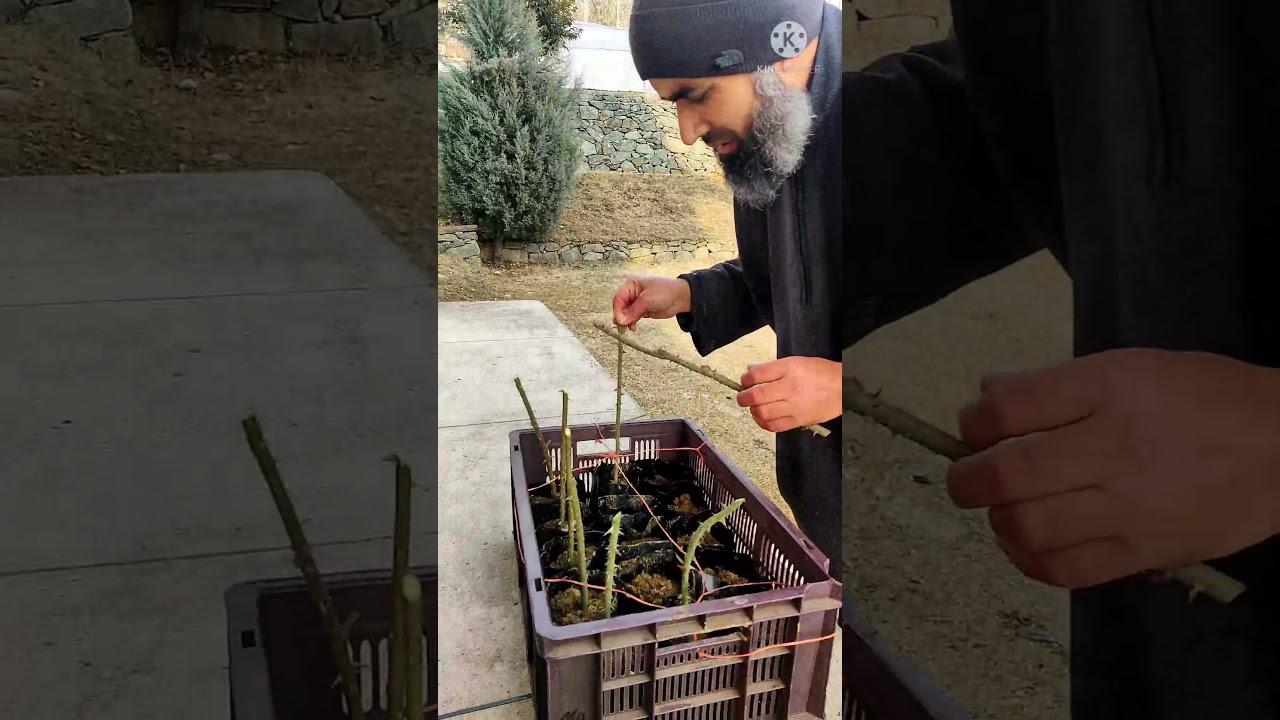 Revival of Kashmir's Indigenous Rose_ A Must Watch Video #plants #growth #plantation #life #kashmir