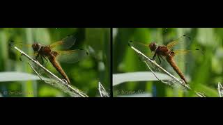 Dragonfly resting - 3840x1200 29 97fps  - sbs 3d -  parallel view