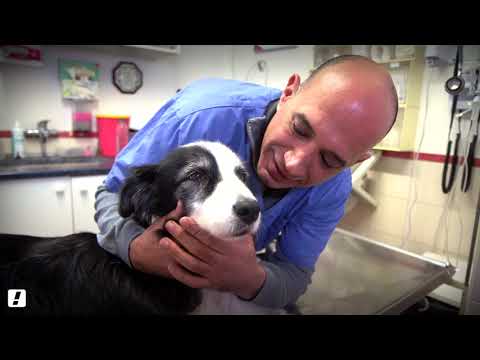 וִידֵאוֹ: היתרונות הנסתרים של בדיקת DNA לכלבים
