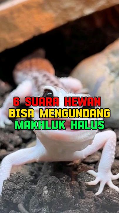 MENGERIKAN!!! 6 suara Hewan Bisa Mengundang Makhluk Halus #feedshorts #shortvideo #shorts