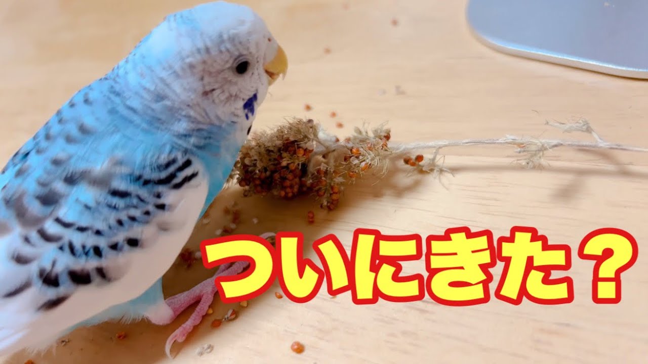 セキセイインコの種類（詳細編5）・クリアフライト（ダッチパイド