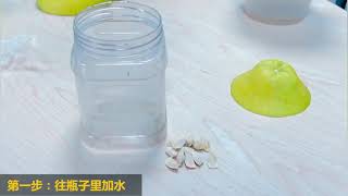 吃柚子別扔籽，3分鐘種出柚子森林