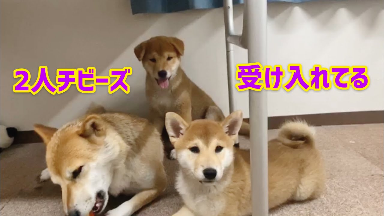 2人チビーズ、静かに受け入れてる夜 - YouTube