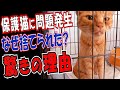 飢えてガリガリの捨て猫を保護…2日目に問題発生!捨てられた理由がわかった!?先住猫との関係は?【緊急事態】食べ過ぎてかわいいゲップ!??