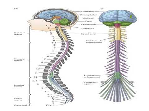 L3 فسيو Division of the nervous system #physio - YouTube