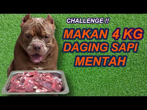 Video: Daging Apa Untuk Memberi Makan Anjing