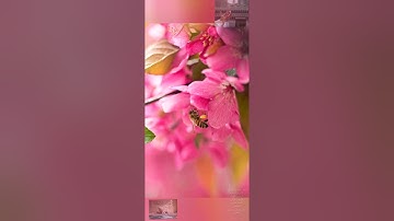 سورة الجاثية         ( القارئ سعد الغامدي ) -(Saad Al-Ghamdi)  Al-Jathiya  Surah