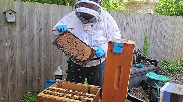 Inspecting Corner Hive Using Flow Hive Lifter  (2025.05.09)