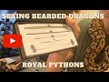 Sexing Bearded Dragons & Ball Pythons
