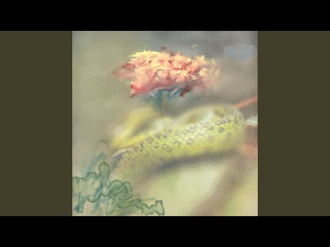Liai — 8 Tresses