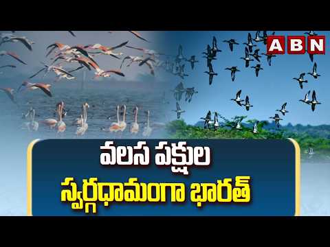 ABN OFFBEAT : వలస పక్షుల స్వర్గధామంగా భారత్ | Migratory Birds To Look For India | ABN - ABNTELUGUTV