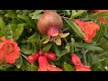 How to control the flower dropping in a pomegranate......, अनार के फूल झड़ने से रोकें