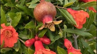 How to control the flower dropping in a pomegranate......, अनार के फूल झड़ने से रोकें