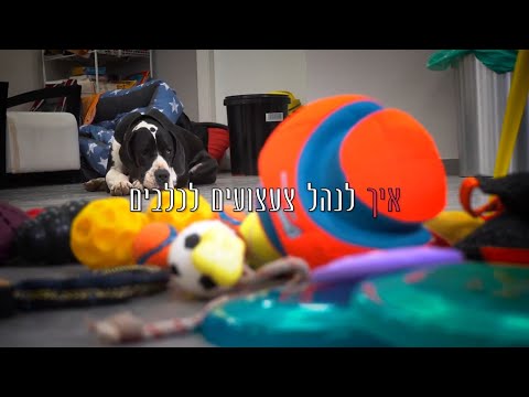 וִידֵאוֹ: איך להאכיל טרייר צעצוע