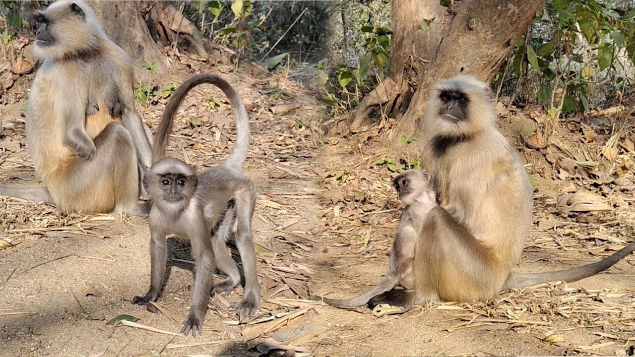 Baby Monkey Playing with Mother | Wildlife Moment 🌳