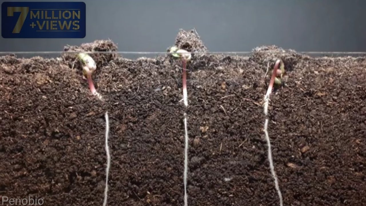 mung bean and corn time lapse  || Plant time lapse series || 