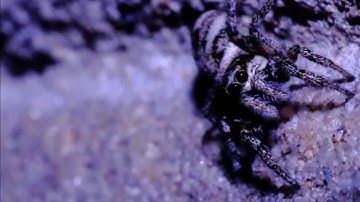 MACRO REVERSE RING (£3) TEST SHOTS w/ CANON 700D