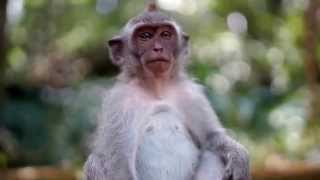 Beautiful Bali Exploring And Diving The Liberty Wreck & Amed