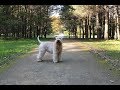 Autumn evening walk with Soft-coated Wheaten Terrier の動画、YouTube動画。