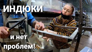 🦃Расклев индейки. Как бороться. Перевод с сетки на пол.