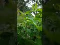 আমি এমন একটা পৃথিবী চাই মুক্তোর দানার মত