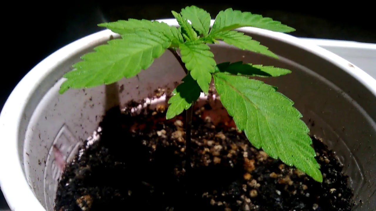 MTG SEEDS TING/ Suite Leaf Nutrients/ Tripz 88 #2 INDOOR GROW