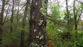 Gypsy Moth Caterpillar Infestation