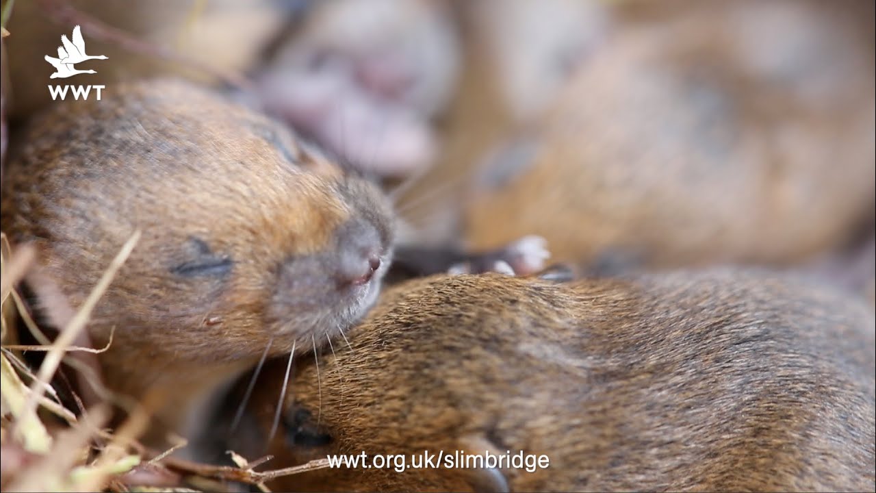WWT Slimbridge - Young water voles
