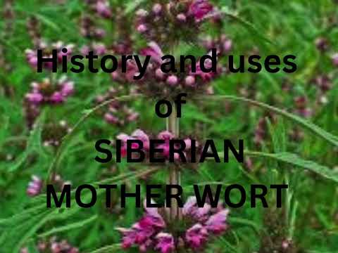 Video: Sibirien. Tagarkulturens bevattningskanaler