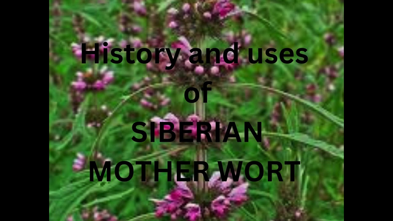 Exploring the Rich History of SIBERIAN MOTHERWORT: Nature’s Smokeable Herb